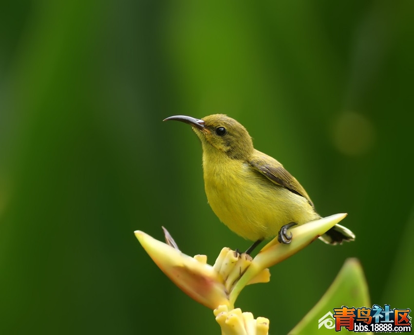 180622avaelwevalmwpd3w_副本.jpg