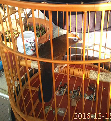IMG_20161215_094952_副本.jpg