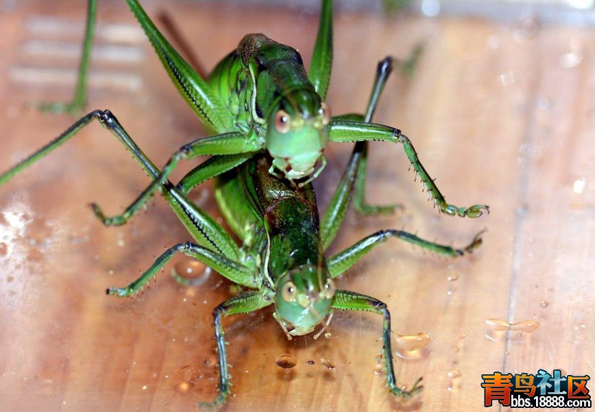 DSC_5646_缩小大小.jpg