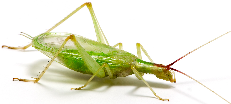 insect_musicians_oecan-latip_WH_WHITE.jpg