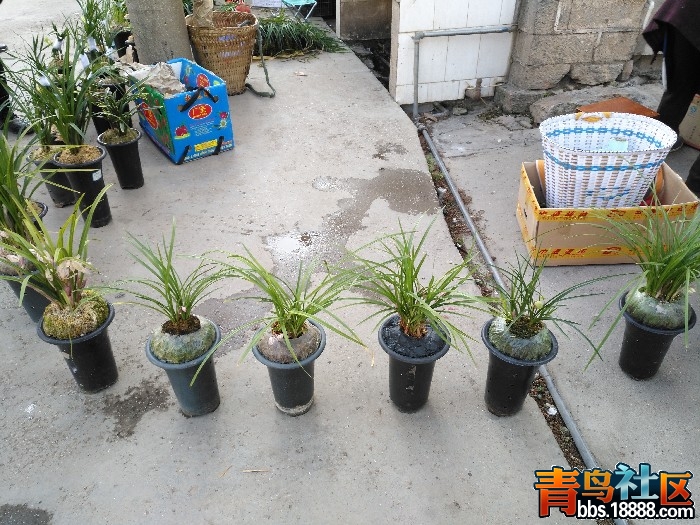 BigBull_IMG_20170201_100620.jpg