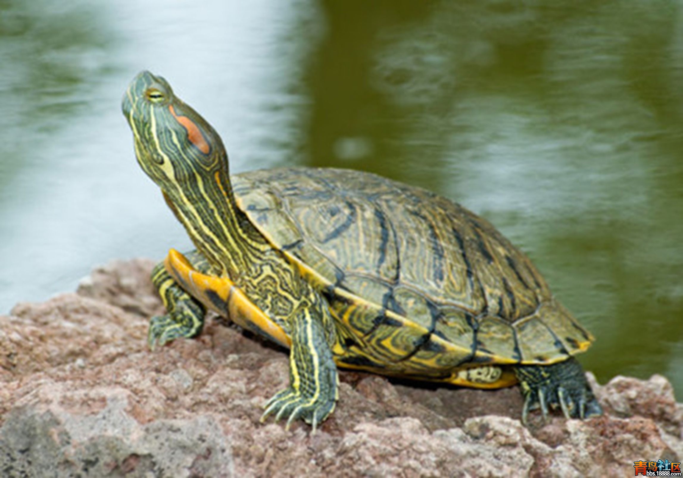 冬春交际北方饲养巴西龟应该注意的四个问题