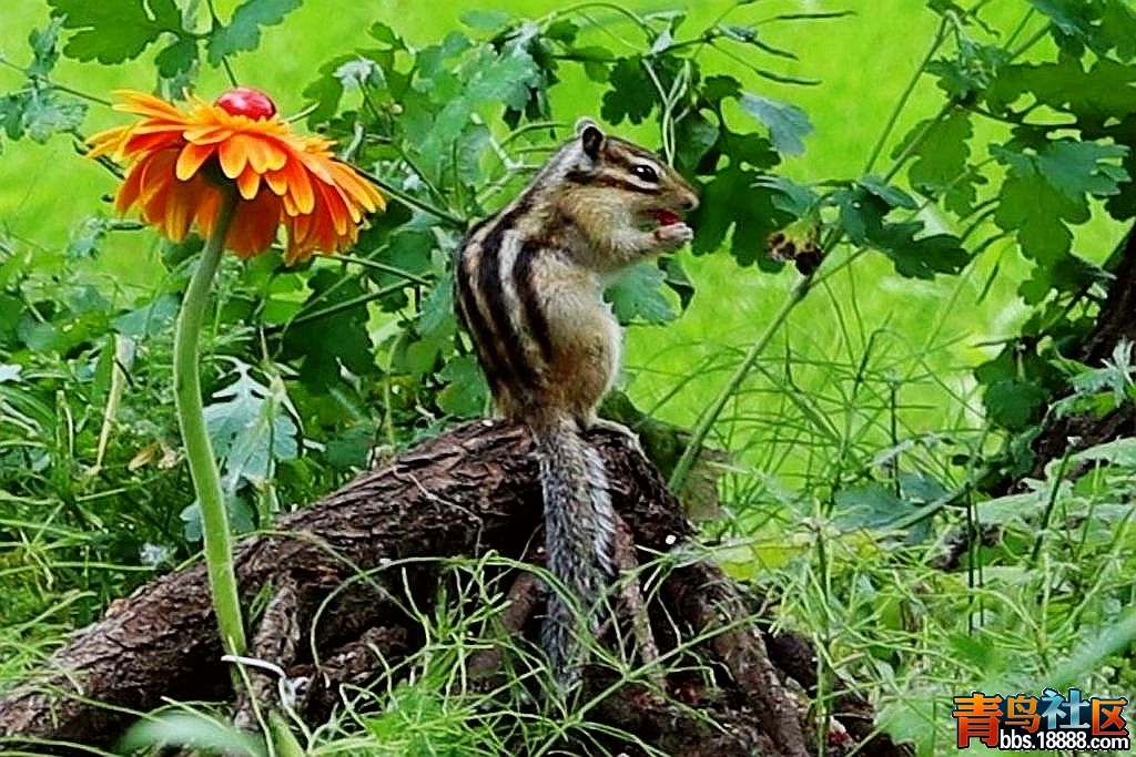 IMG_5912.JPG