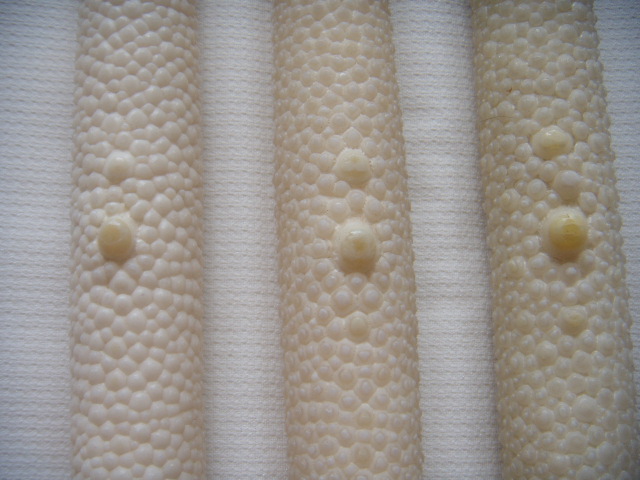DSCN5117.JPG