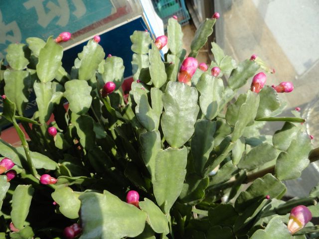 100_237461_0ffab9677f21750.jpg