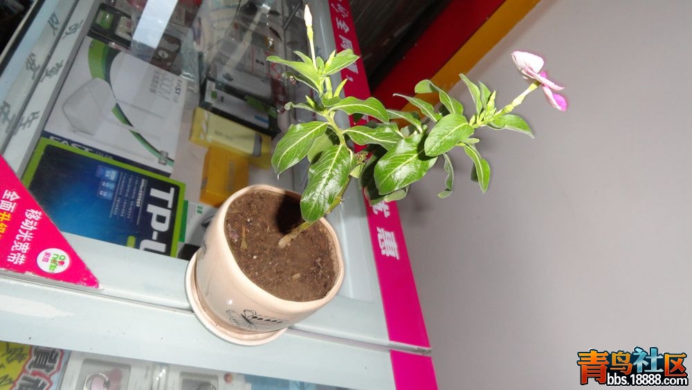 DSC02894_副本.jpg