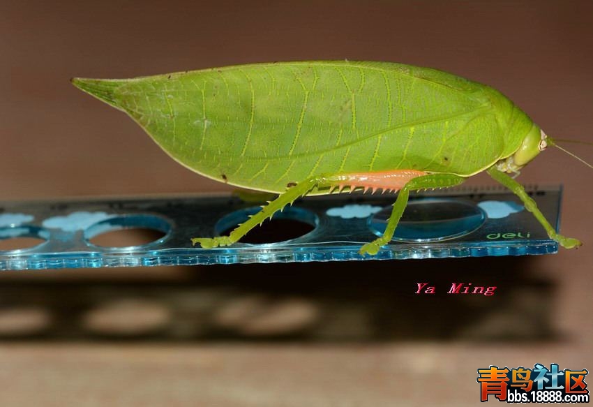 DSC_6047_缩小大小.jpg