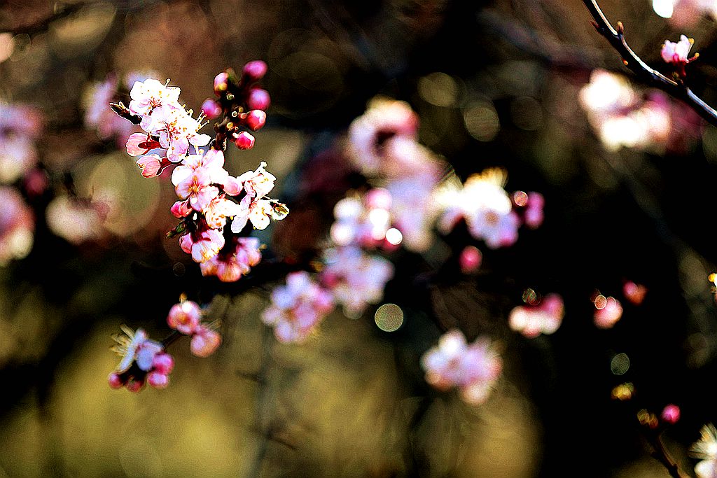 8杏花沟154_副本.jpg