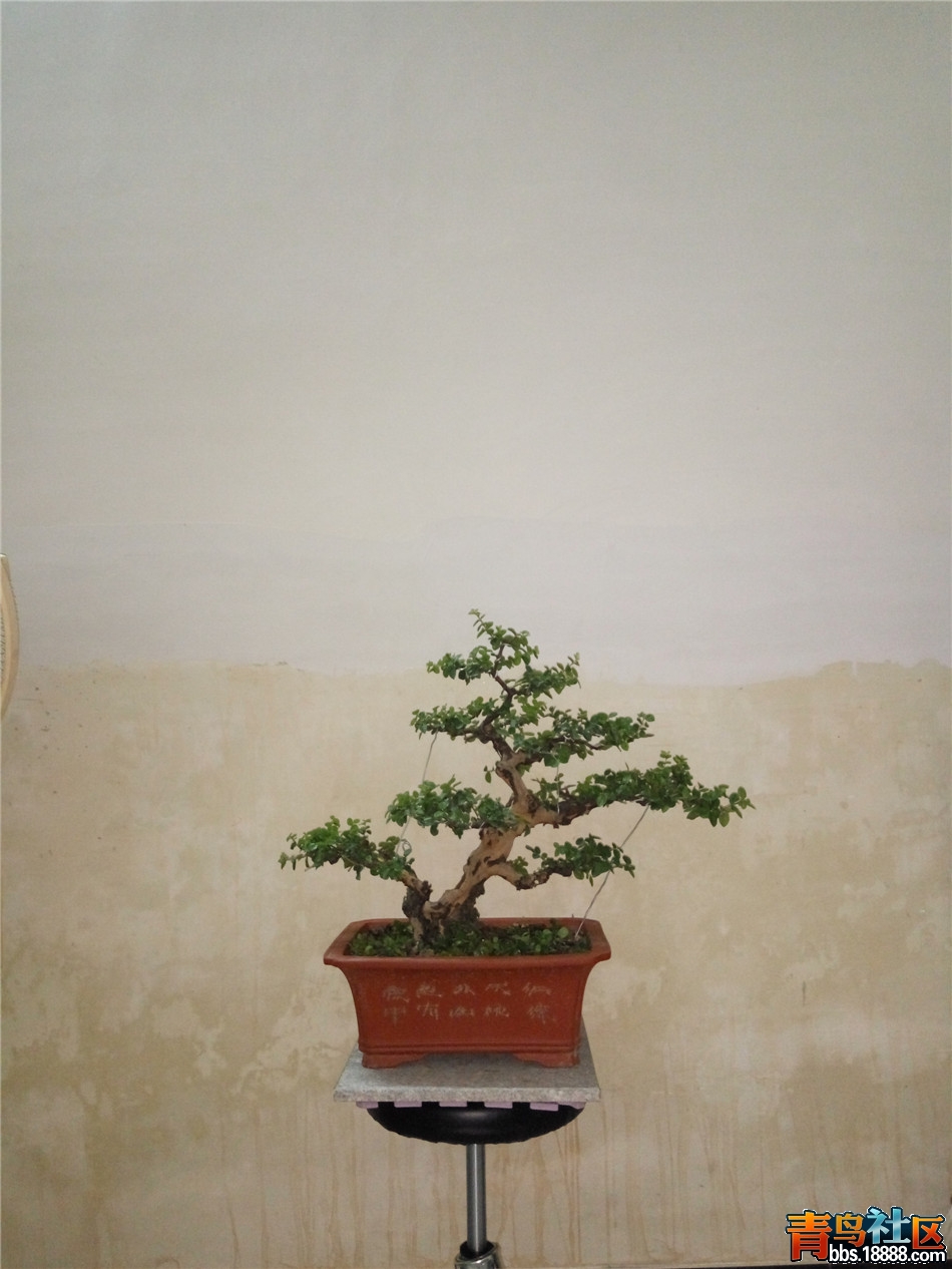 雀梅2_副本.jpg