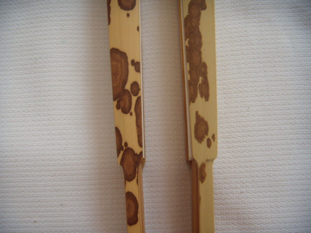 DSCN6281.JPG