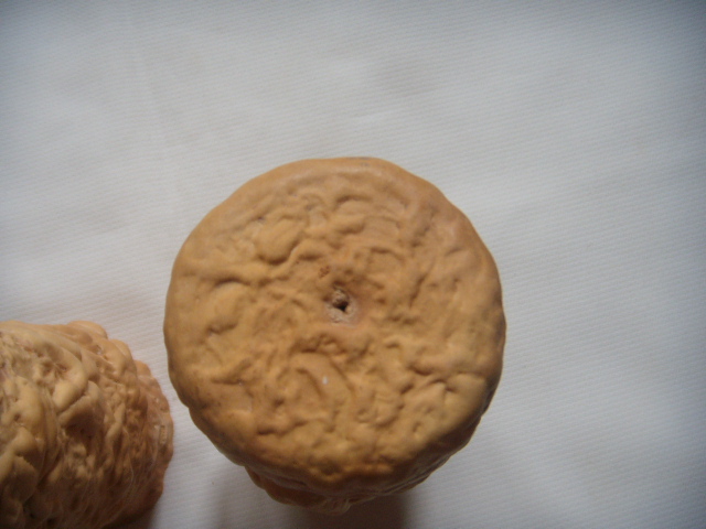 DSCN7574.JPG