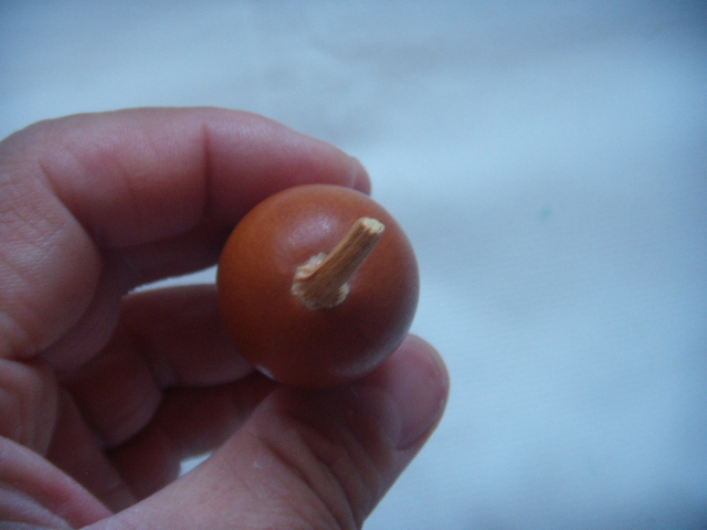 DSCN8155.JPG