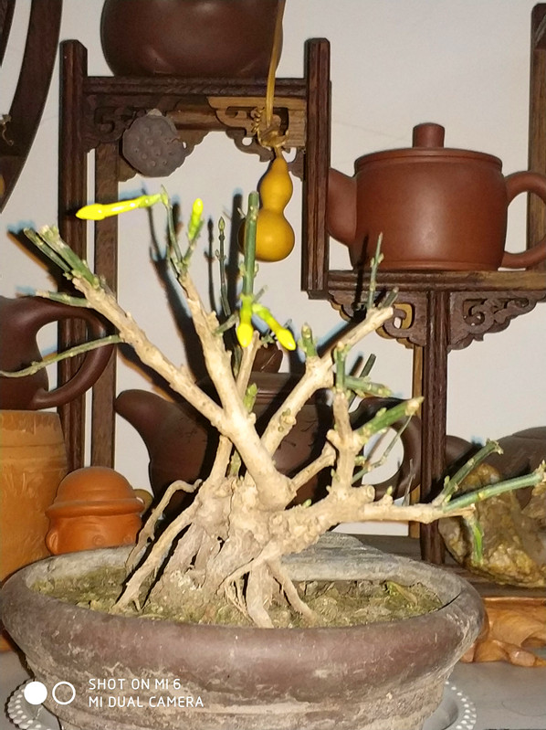 IMG_20180102_165014_副本.jpg