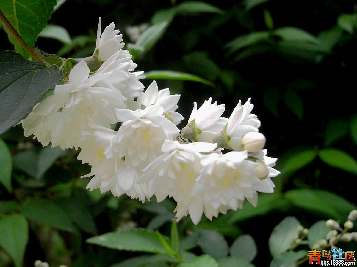 自拍的花卉——白重瓣溲疏