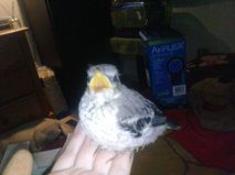 baby mockingbird02.jpg