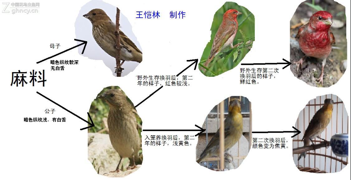麻料鸟公母鉴定方法图片