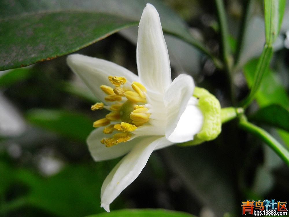 自拍的花卉——代代花