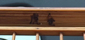 image.gif