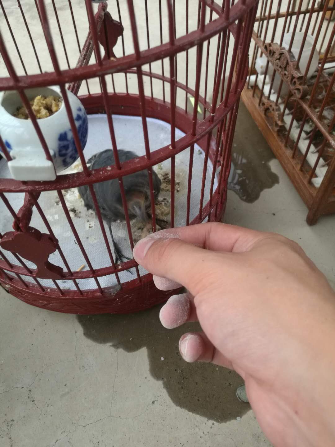 接手虫.jpg